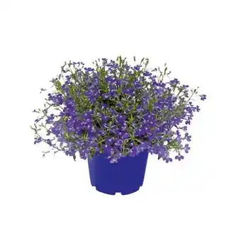 Hellweg Plantiflor Beet- und Balkonpflanzen Angebot