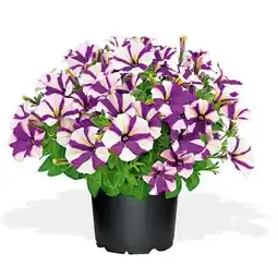 Hellweg Plantiflor Petunien Amore-Sondersorten Angebot