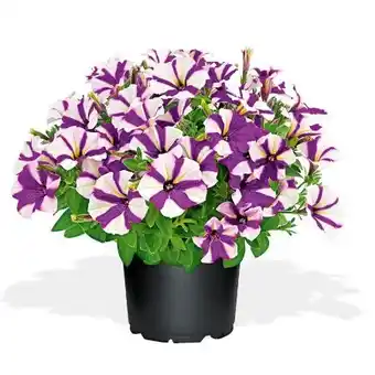 Hellweg Plantiflor Petunien Amore-Sondersorten Angebot