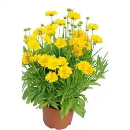 Hellweg Plantiflor Mädchenauge Angebot
