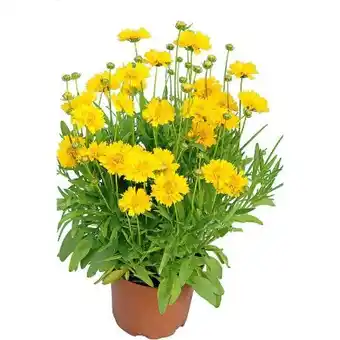 Hellweg Plantiflor Mädchenauge Angebot