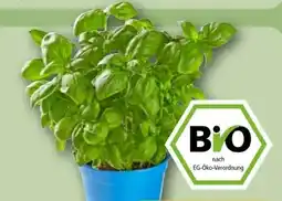 REWE Rewe Bio Basilikum im Topf Angebot