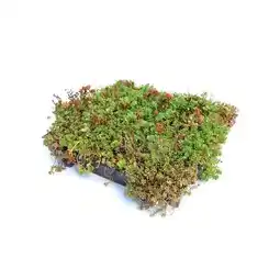 BayWa AboutGreen Gründachsystem Click & Go Angebot