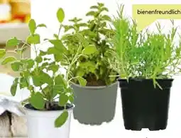 BayWa Plantiflor Gourmetkräuter Angebot