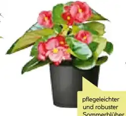 BayWa Plantiflor Eisbegonie Angebot
