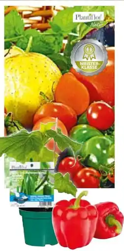 BayWa Plantiflor Gemüsepflanzen Meisterklasse Angebot