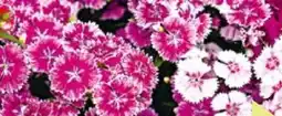 BayWa Plantiflor Bartnelke Dianthus Angebot
