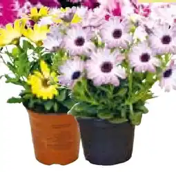 BayWa Plantiflor Kapkörbchen Angebot