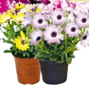 BayWa Plantiflor Kapkörbchen Angebot