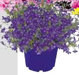 BayWa Plantiflor Beet- und Balkonpflanzen Angebot