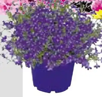 BayWa Plantiflor Beet- und Balkonpflanzen Angebot