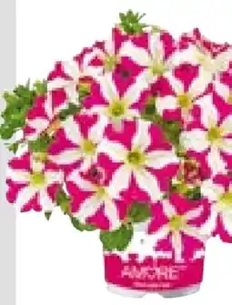 BayWa Plantiflor Petunien Angebot