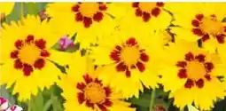 BayWa Plantiflor Mädchenauge Angebot