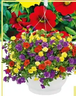 BayWa Plantiflor Zauberglöckchen Ampel Angebot