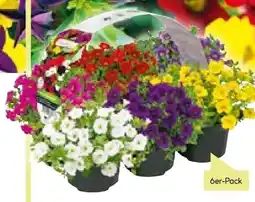 BayWa Plantiflor Zauberglöckchen Angebot