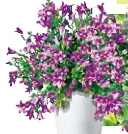 BayWa Plantiflor Glockenblume Angebot