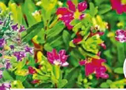 BayWa Plantiflor Japanische Scheinmyrthe Flori Glory Angebot