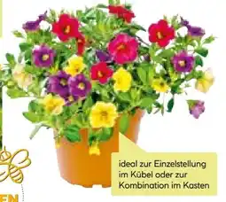 BayWa Plantiflor Zauberglöckchen Angebot