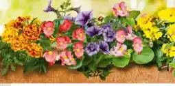 BayWa Plantiflor Beet- und Balkonpflanzen Angebot