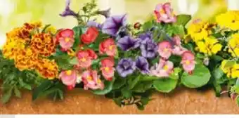 BayWa Plantiflor Beet- und Balkonpflanzen Angebot