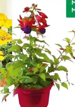 BayWa Plantiflor Fuchsie Angebot
