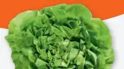 tegut Kopfsalat Angebot