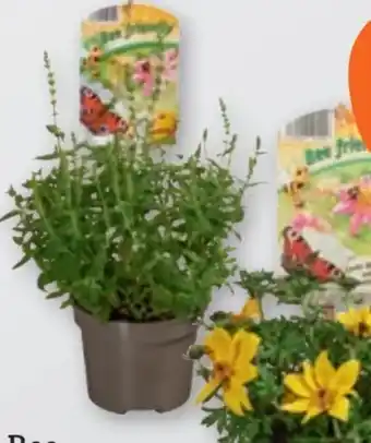 tegut Bee friendly Mix Angebot