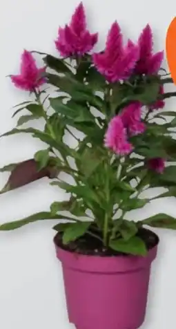 tegut Celosia Federbusch Angebot