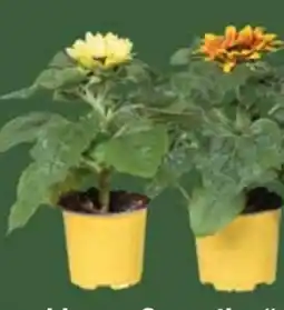 E-Center Sunsation Sonnenblumen Angebot
