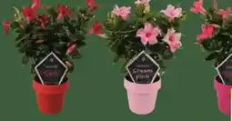 E-Center Dipladenia Sundaville Angebot