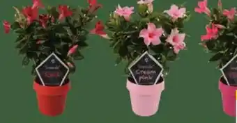E-Center Dipladenia Sundaville Angebot