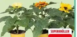 Edeka Sunsation Sonnenblumen Angebot