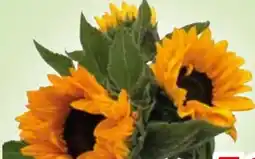 Edeka Sonnenblumenstrauß Angebot