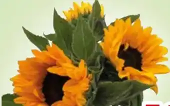 Edeka Sonnenblumenstrauß Angebot