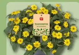 REWE Rewe Beste Wahl Husarenköpfchen Sanvitalia Angebot
