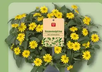 REWE Rewe Beste Wahl Husarenköpfchen Sanvitalia Angebot