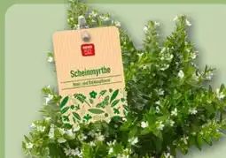 REWE Rewe Beste Wahl Scheinmyrthe Cuphea Angebot