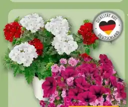 REWE Beetpflanzen Trio Angebot