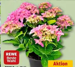 REWE Rewe Beste Wahl Hortensien XL Angebot
