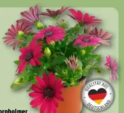 REWE Bornholmer Margeriten Angebot