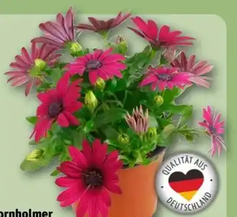 REWE Bornholmer Margeriten Angebot