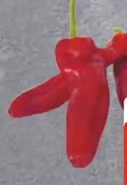 Edeka Frischemarkt Rote Spitzpaprika Angebot