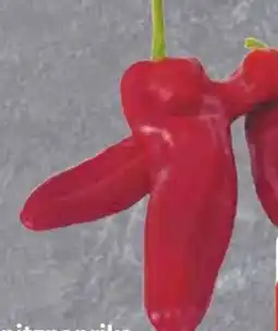 Edeka Roter Spitzpaprika Angebot
