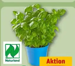 REWE Center Rewe Bio Basilikum im Topf Angebot