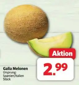 Markant Galia melonen Angebot