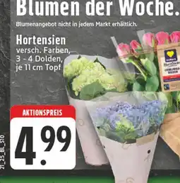 Edeka Hortensien Angebot