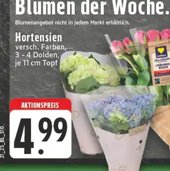 Edeka Hortensien Angebot