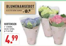 Marktkauf Hortensien Angebot