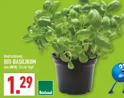 Marktkauf Bioland bio-basilikum Angebot