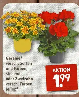 nahkauf Geranie oder zweizahn Angebot